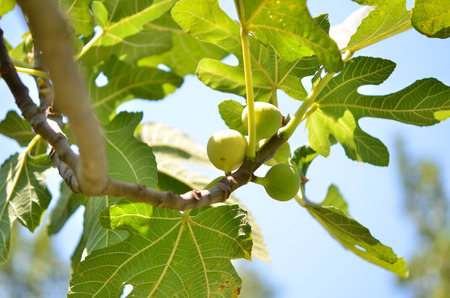 Growing fig fruits on branches of a fig tree.