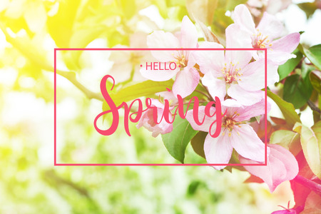 Inscription Hello Spring on background with spring blossoms.の写真素材