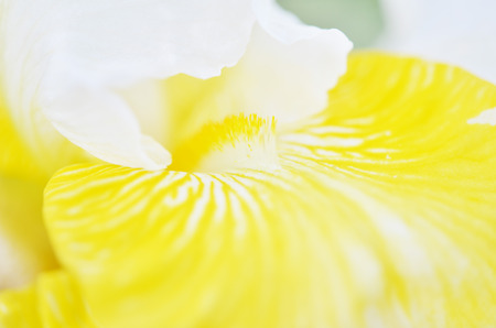 A iris plant in garden bloom in spring.の写真素材