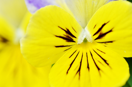 Pretty violas flowering in the home garden.の写真素材