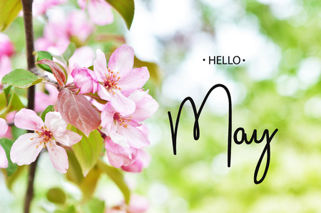 Hello May.  Floral natural background spring time season.の写真素材