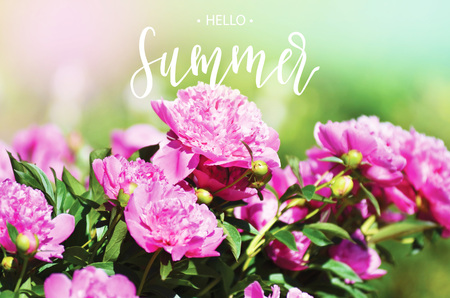 Hello Summer inscription on the background of flowersの写真素材