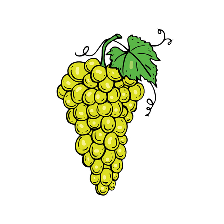 Fresh bunch of grapes icon on white background. Vector illustration. Hand drawnのイラスト素材