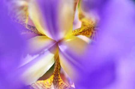 Close-up of violet irises. Macro photography