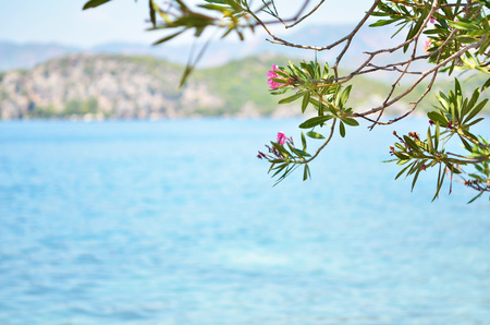 Beautiful landscape. Close up of tree at seaside.の写真素材