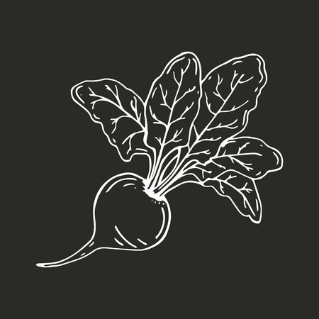 Beets, sketch of beets whole with tops. Vector illustration. Hand drawn