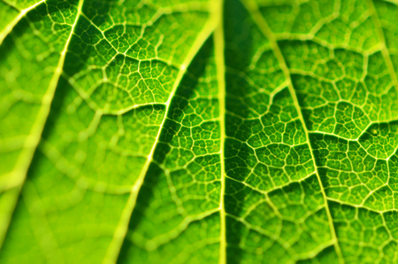 Close-up of leaf, green leaf in the garden. Macro of green leaf in forest. Texture of leaf. Currant leaves.の写真素材