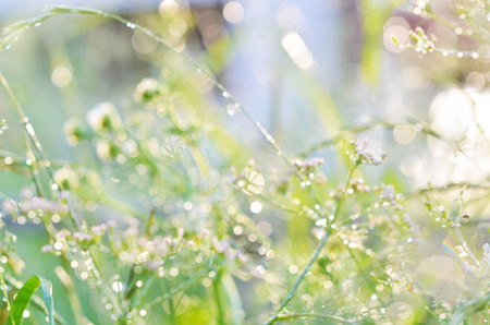 Blurred Grass texture. Abstract Nature Background.の写真素材