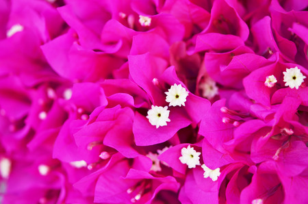 Bougainvillea flowers close up. Blooming bougainvillea. Floral background.の写真素材