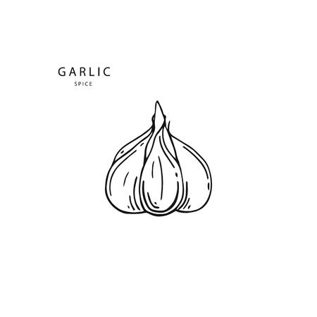 Garlic vector outline illustration. Organic healthy food. Vegetarian nutrition. Hand drawn.のイラスト素材