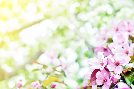 Floral natural background spring time season. Blooming apple tree.