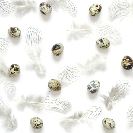 Pattern with quail eggs and  feathers on  white  background.の写真素材