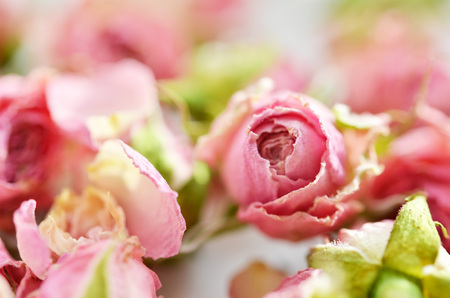 Dried rose flowers on white background. Macro photographyの写真素材