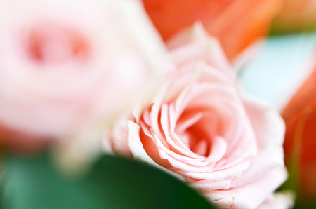 Close up of the rose petals. Background for the postcard. - Image.の写真素材