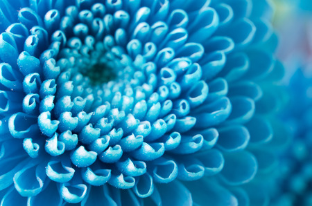 Close photograph of a flower. Macro photography. Art stylization 