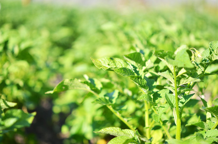 Young potato plant growing on the soil.Potato bush in the garden. Healthy young potato plant in...