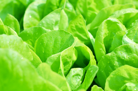 Salad texture. Green lettuce growing in vegetable garden.の写真素材