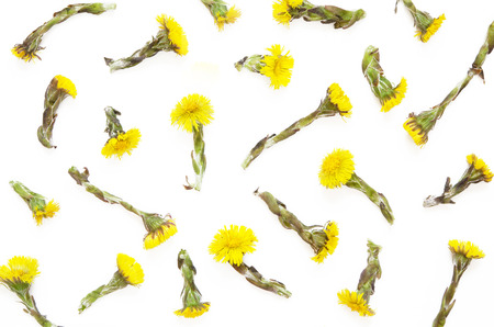 Yellow flowers of coltsfoot on white background. (Tussilago farfara). Medical plant. Top wiev. - Imageの写真素材
