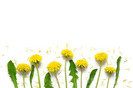 Flowers composition. Yellow flowers of dandelions on white background. Top wiev. - Imageの写真素材