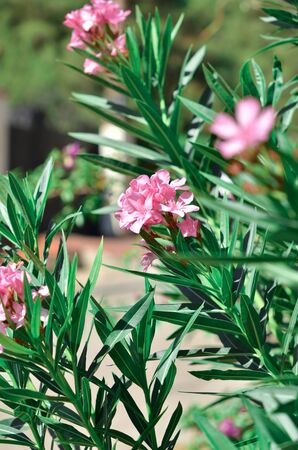 Blooming Pink Oleander flowers (Oleander Nerium). - Image