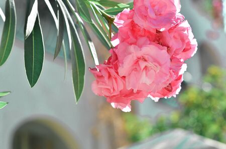 Blooming Pink Oleander flowers (Oleander Nerium). - Image