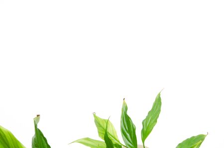 House plants isolated on white background. Top view. Copy space. - Image