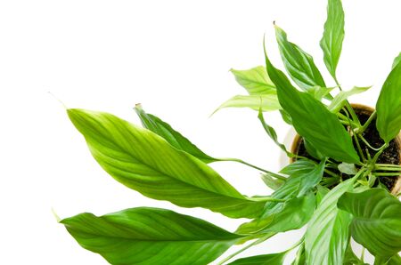 House plants isolated on white background. Top view. Copy space. - Imageの写真素材
