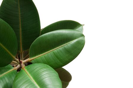 Close up of green ficus plant, isolated on white with copy space. - Imageの写真素材