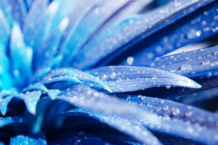 Water drops on the leaves lily. Blue toned photo. - Image