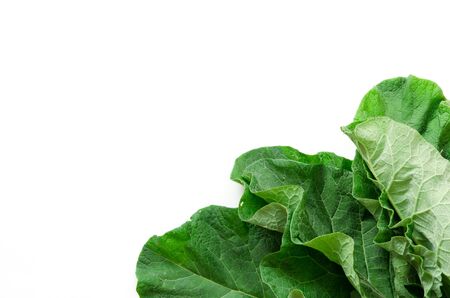 Burdock leaf (Arctium lappa) isolated on white. Medicinal plant burdock is used in herbal medicine...