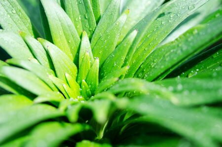 Water drops on the green leaves lily. Macro photography. - Imageの写真素材