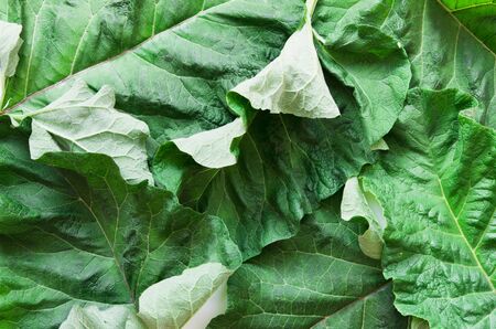 Burdock leaf (Arctium lappa). Medicinal plant burdock is used in herbal medicine and cosmetology. - Imageの写真素材