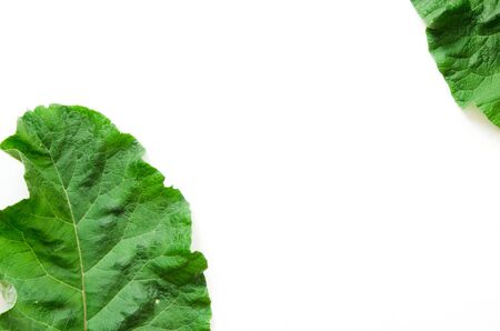 Burdock leaf (Arctium lappa) isolated on white. Medicinal plant burdock is used in herbal medicine and cosmetology. - Imageの写真素材