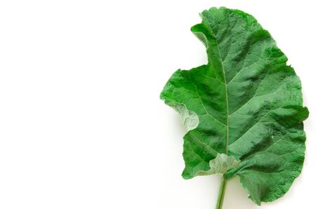 Burdock leaf (Arctium lappa) isolated on white. Medicinal plant burdock is used in herbal medicine and cosmetology. - Imageの写真素材