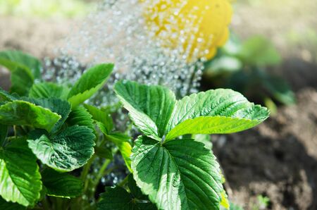 Watering the plants from a watering can.  Watering agriculture and gardening concept. - Imageの写真素材