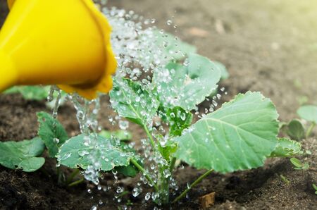Watering the plants from a watering can.  Watering agriculture and gardening concept. - Imageの写真素材