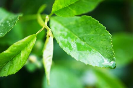 Water drops on the green leaves. Macro photography. - Imageの写真素材