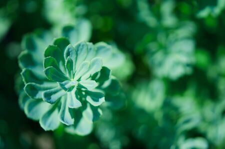Rhodiola rosea plants outdoors green background. This flower has strong medical effect. - Imageの写真素材