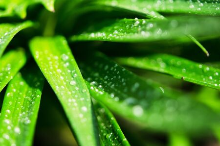 Water drops on the green leaves lily. Macro photography. - Imageの写真素材
