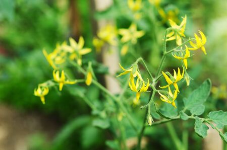 Blooming bush of tomatoes inside greenhouse. - Imageの写真素材