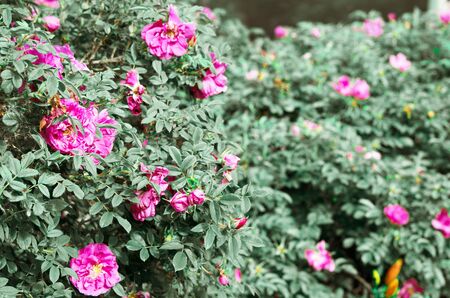 Beautiful blooming wild rose bush (dog rose, Rosa canina). - Image