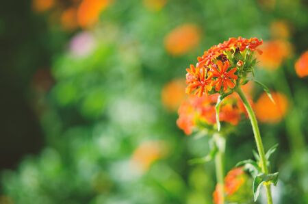 Beautiful flowers blooming in garden. A picturesque colorful artistic image with a soft focus. - Imageの写真素材