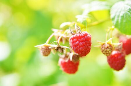 Red sweet berries growing on raspberry bush in fruit garden. - Image