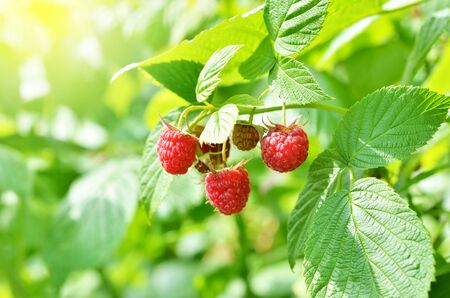 Red sweet berries growing on raspberry bush in fruit garden. - Image