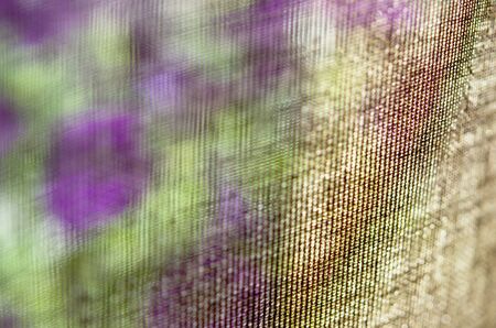 On the windowsill behind the curtain Petunia flowers. - Image