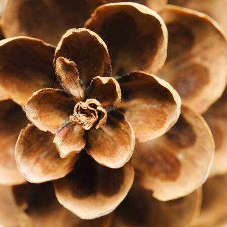Pine cone  close up for a background. - Image