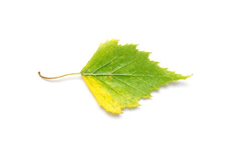 Autumn leaf isolated on white background. - Imageの写真素材