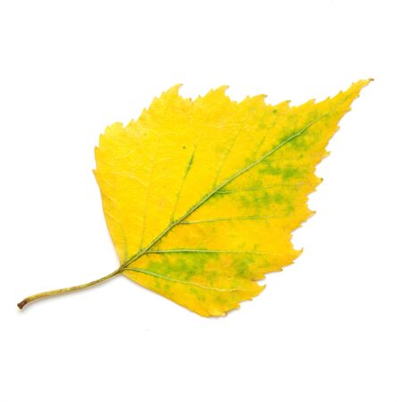Autumn leaf isolated on white background. - Imageの写真素材