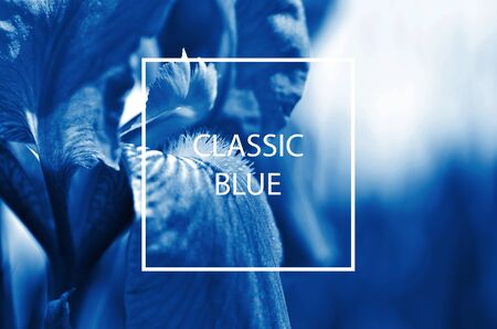 Iris flower toned in trendy Classic Blue color of the Year 2020の写真素材