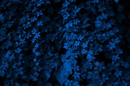  Pattern of the leaves of plants. Color of the year 2020 Classic Blue. - Imageの写真素材